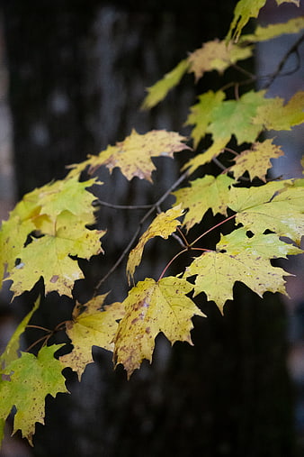 Close-up of yellowing maple leaves in autumn forest