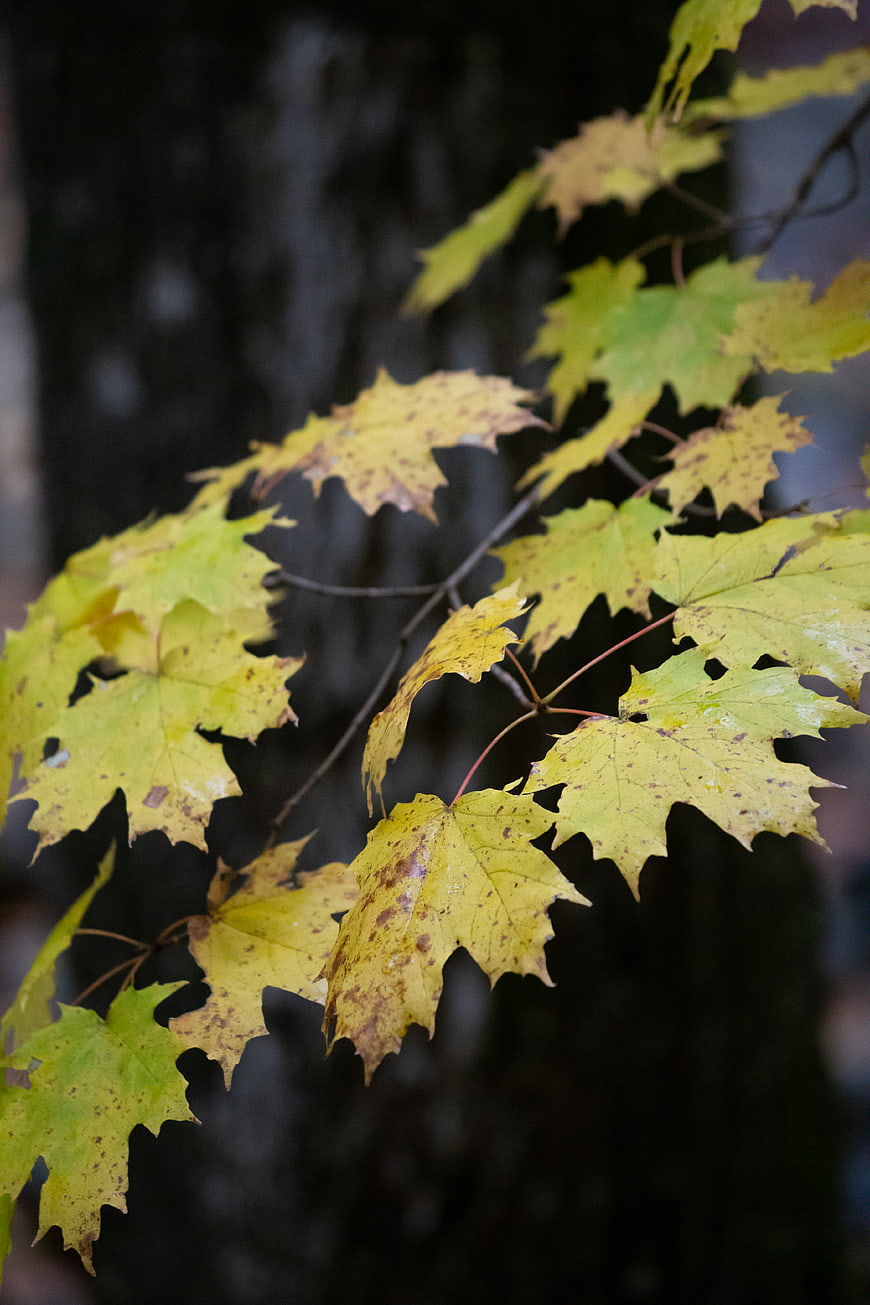 Close-up of yellowing maple leaves in autumn forest