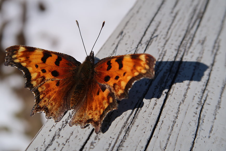 Close-up of Orange Butterfly on Weathered White Wood