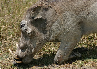 Close-up of a warthog foraging in dry grass