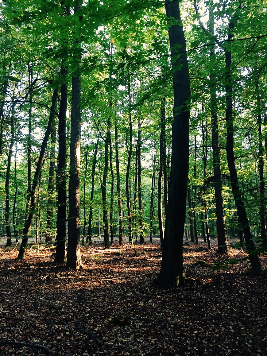 Sunlit Forest Path with Green Canopy and Fallen Leaves
