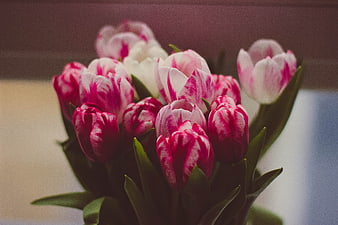 Close-up of Pink and White Tulips with Green Leaves