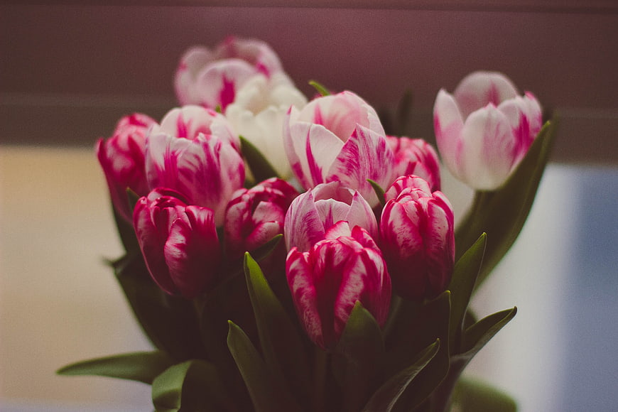 Close-up of Pink and White Tulips with Green Leaves
