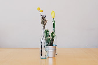Minimalist Cactus and Yellow Tulip Arrangement in Glass Bottles