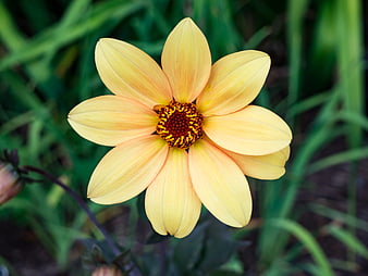Close-up of a yellow dahlia flower with green background