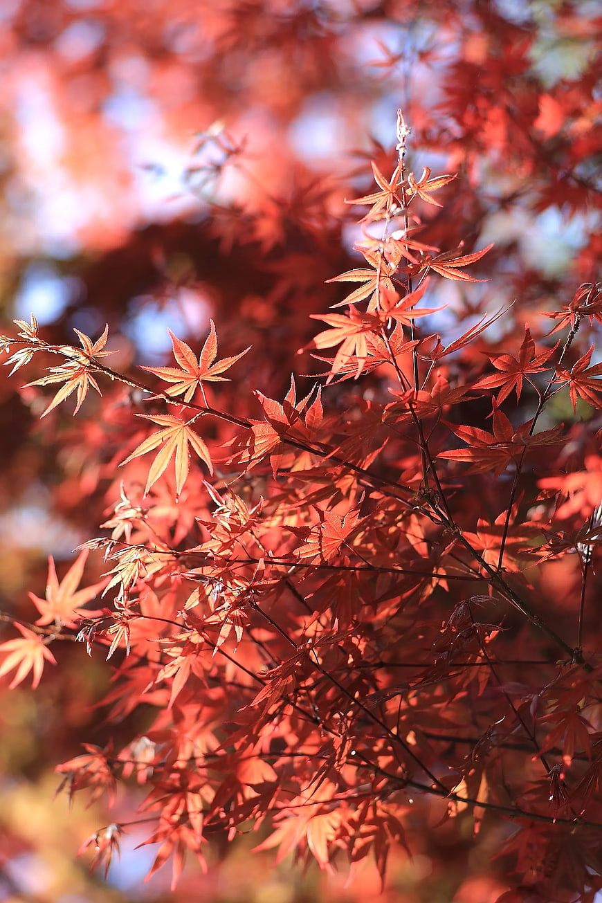 Vibrant Red Japanese Maple Leaves in Autumn Sunlight