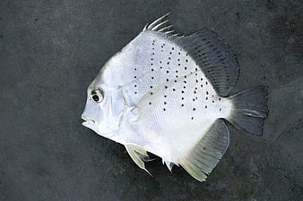 Fresh Spotted Scad Fish on Dark Surface