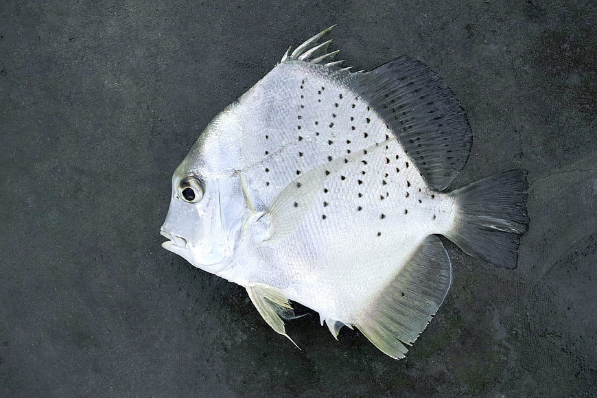Fresh Spotted Scad Fish on Dark Surface