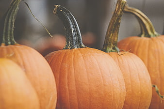 Close-up of orange pumpkins with green stems in autumn