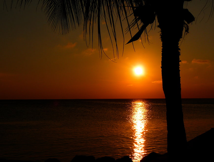 Silhouette of Palm Tree Against Golden Sunset Over Ocean