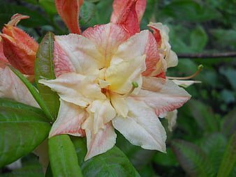 Close-up of a pink and white azalea flower in bloom