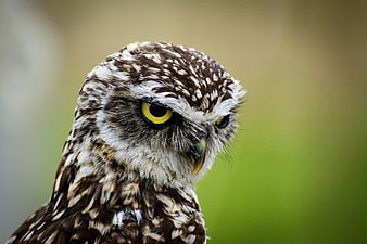 Close-up portrait of a burrowing owl with intense yellow eyes