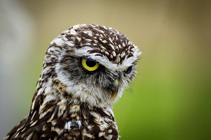 Close-up portrait of a burrowing owl with intense yellow eyes