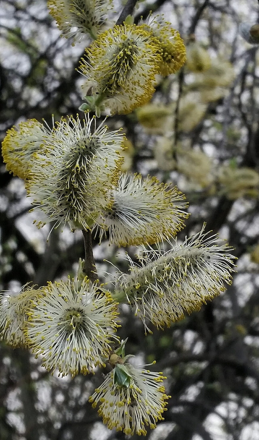 Close-up of blooming pussy willow catkins in spring
