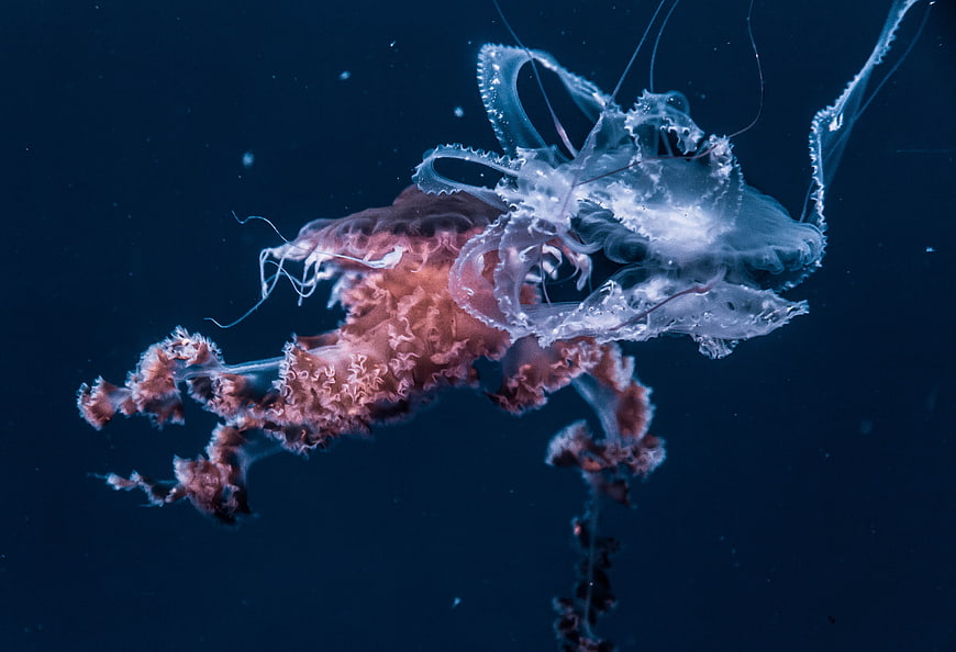 Two jellyfish swimming in deep blue ocean water