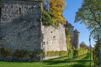 Medieval stone castle walls and vineyard in autumn