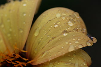 Macro close-up of yellow flower petals with water droplets
