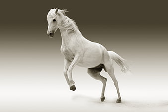 White horse galloping in sepia toned studio setting