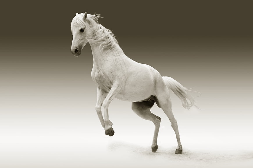 White horse galloping in sepia toned studio setting