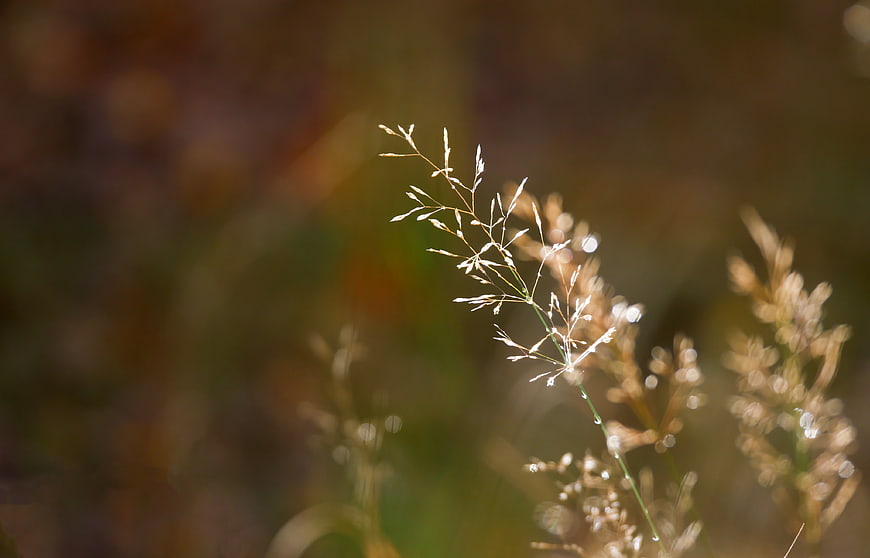 Close-up of delicate wild grass with dew drops in sunlight