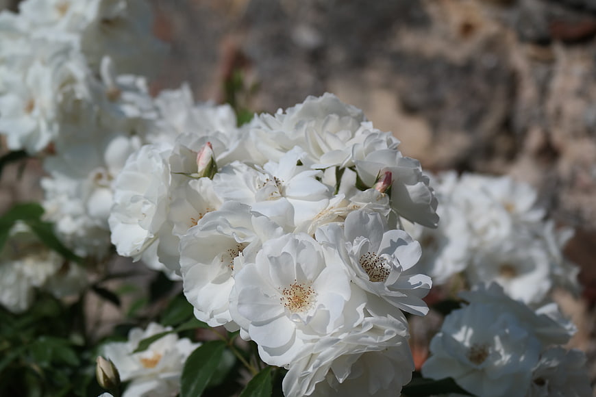 Close-up of white rose cluster in garden sunlight