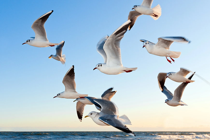 Flock of Seagulls Flying Over Ocean Waves at Sunset