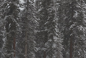 Snow-covered evergreen forest in winter
