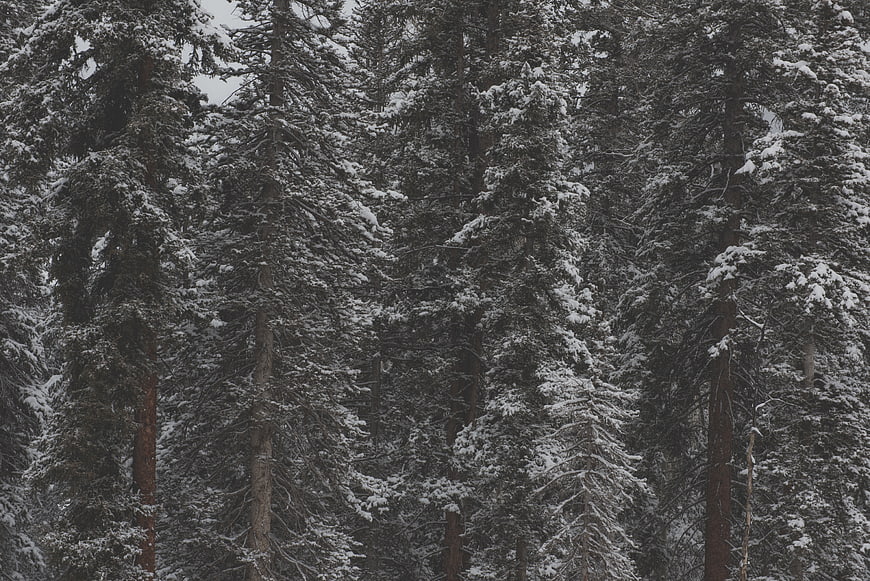 Snow-covered evergreen forest in winter