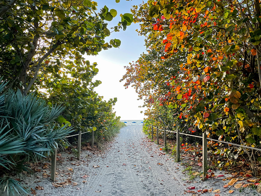 Sandy Path Through Colorful Coastal Foliage to Beach