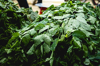 Fresh Wet Green Leaves Pile at Market
