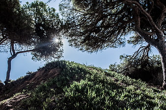 Low angle view of pine trees and succulents on a sunny hill