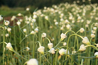 Field of Garlic Scapes with White Buds at Sunset