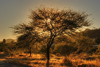 Sunlit Acacia Tree Silhouette at Golden Hour