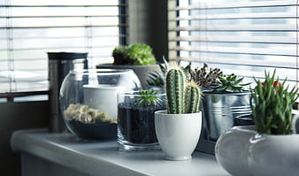 Assorted potted cacti and succulents on a windowsill