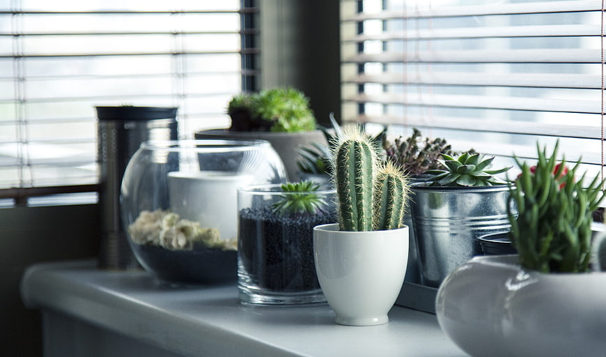 Assorted potted cacti and succulents on a windowsill