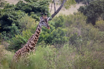 Giraffe Standing in African Savanna Bush