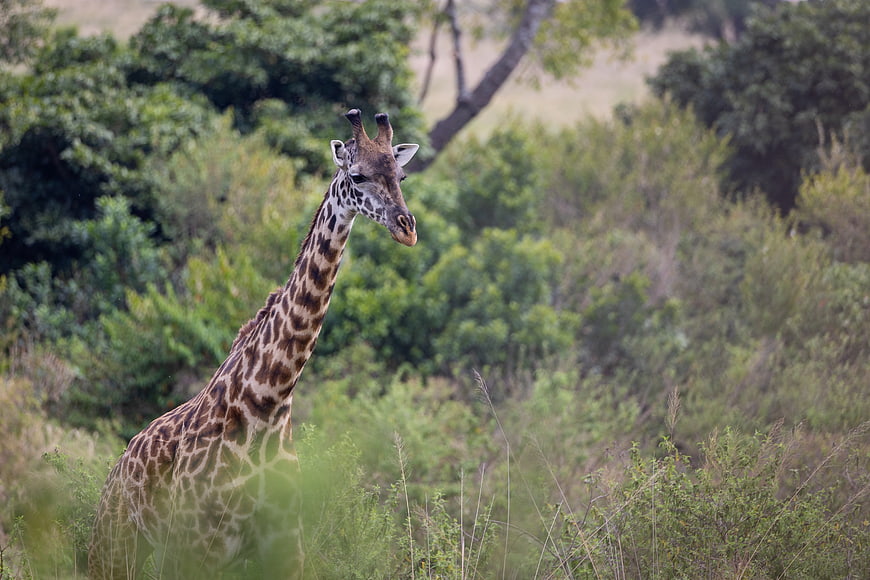 Giraffe Standing in African Savanna Bush