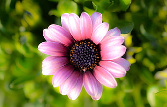 Close-up of a vibrant purple daisy flower with green background