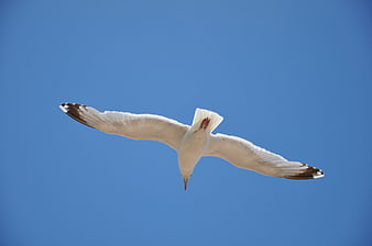 Seagull Flying Against Clear Blue Sky