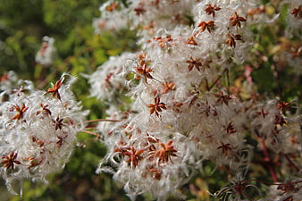 Close-up of feathery clematis seed heads in natural sunlight