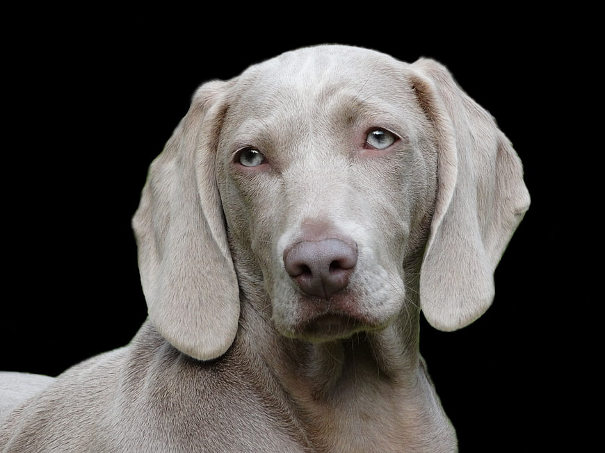 Close-up portrait of a Weimaraner dog on black background