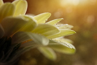 Close-up of yellow flower petals with water droplets and bokeh