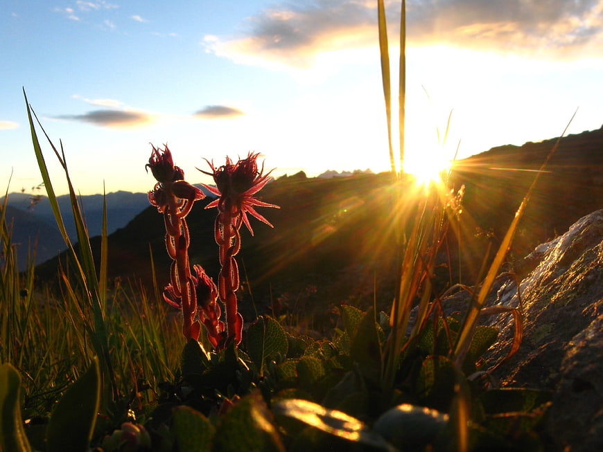 Alpine flowers silhouetted against golden sunset mountain landscape