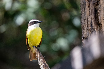 Great Kiskadee perched on a branch in nature