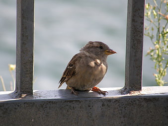 Small brown sparrow perched on metal railing outdoors