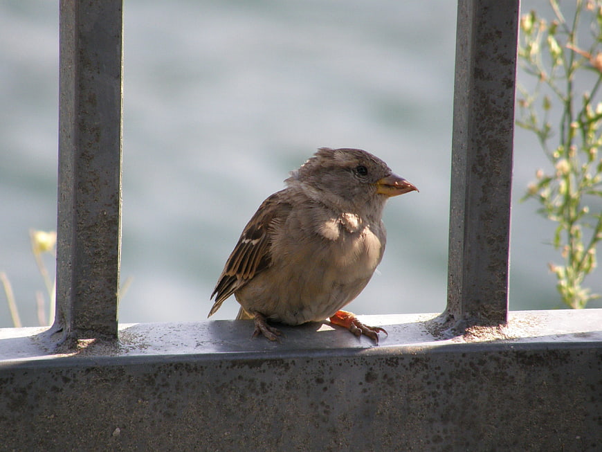 Small brown sparrow perched on metal railing outdoors