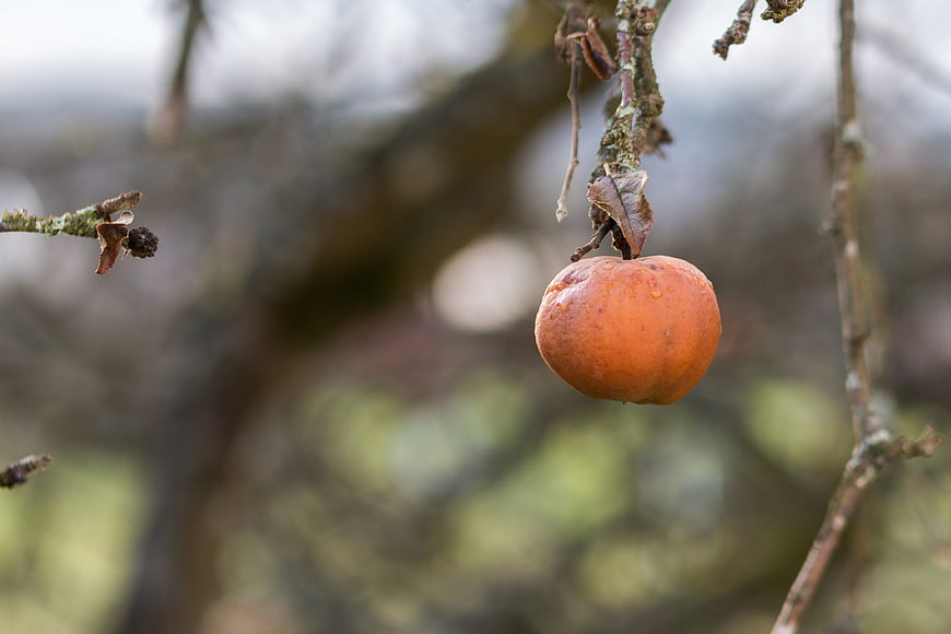 Single orange fruit hanging on a bare winter tree branch