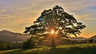 Sunset through large oak tree in rolling countryside landscape