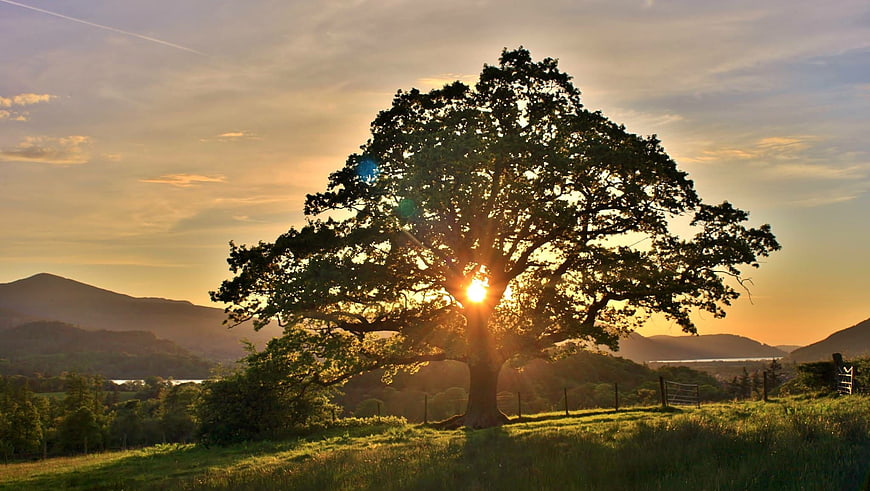 Sunset through large oak tree in rolling countryside landscape