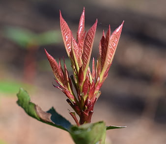 Close-up of vibrant red new plant growth in spring